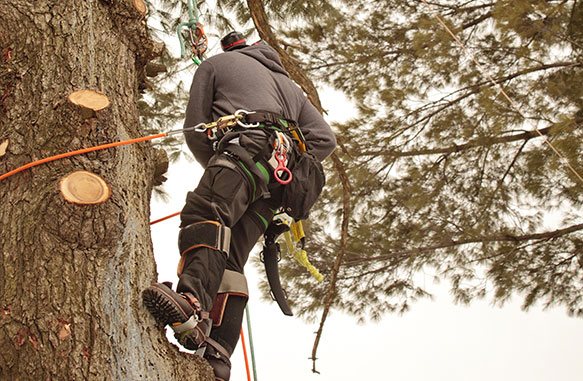 Arborist, Tree Services and Tree Removal Services in Kernville, Lake  Isabella and Wofford Heights